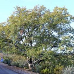 Oak, Portuguese